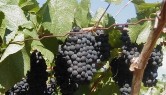 Wine Grapes - Paso Robles Digital Film Festival